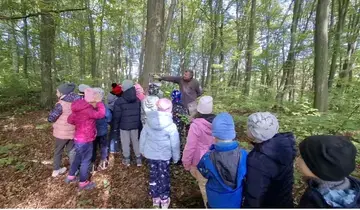 Erdei iskolai kirándulás
