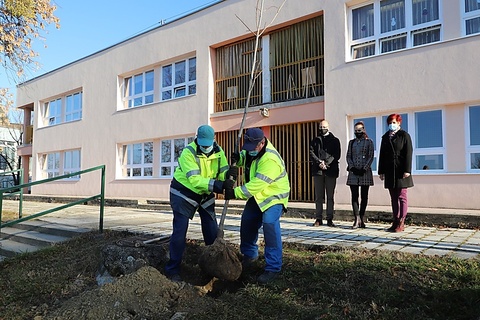 Minap - HŰS ÁRNYAT ADNAK MAJD AZ OVISOKNAK A MOST ÜLTETETT PLATÁNOK